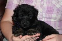 Purple Collar female, a female German Shepherd Dog for sale in Iron Mountain, MI – 6 of 8