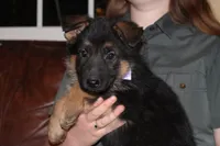 Kaylah's Lilac collar GSD female, a female German Shepherd Dog for sale in Iron Mountain, MI – 4 of 8