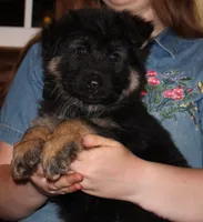Kimber's Green collared GSD male, a male German Shepherd Dog for sale in Iron Mountain, MI – 4 of 7