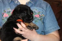 Lilac collar female, a female German Shepherd Dog for sale in Iron Mountain, MI – 4 of 10