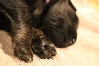 Greta, a female German Shepherd Dog for sale in Iron Mountain, MI – 3 of 10