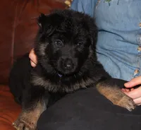 Kimber's Purple collar female GSD, a female German Shepherd Dog for sale in Iron Mountain, MI – 3 of 7