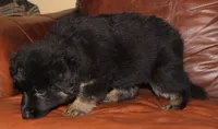 Kimber's Purple collar female GSD, a female German Shepherd Dog for sale in Iron Mountain, MI – 5 of 7