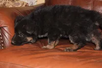 Kaylah's Purple Collar GSD female, a female German Shepherd Dog for sale in Iron Mountain, MI – 5 of 10