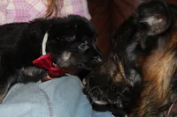 Red collar male, a male German Shepherd Dog for sale in Iron Mountain, MI – 5 of 8