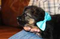 Lilac collar female, a female German Shepherd Dog for sale in Iron Mountain, MI – 7 of 10