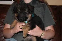 Kaylah's Light blue collar GSD female, a female German Shepherd Dog for sale in Iron Mountain, MI – 3 of 9
