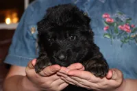 Blue collar male, a male German Shepherd Dog for sale in Iron Mountain, MI – 9 of 10
