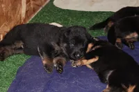 Boston Blackie, a male German Shepherd Dog for sale in Iron Mountain, MI – 4 of 10