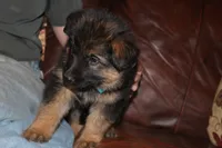 Kaylah's Light blue collar GSD female, a female German Shepherd Dog for sale in Iron Mountain, MI – 2 of 9