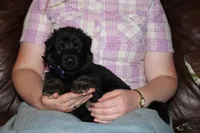 Purple Collar female, a female German Shepherd Dog for sale in Iron Mountain, MI – 5 of 8