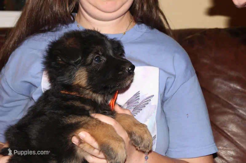 Kaylah's Orange collar GSD female – German Shepherd Dog puppy for sale in Iron Mountain, MI