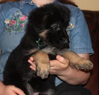 Kimber's Green collared GSD male, a male German Shepherd Dog for sale in Iron Mountain, MI – 5 of 7