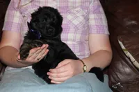 Purple Collar female, a female German Shepherd Dog for sale in Iron Mountain, MI – 3 of 8