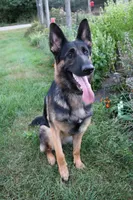 Kimber's Red collar GSD male, a male German Shepherd Dog for sale in Iron Mountain, MI – 6 of 8