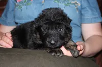 Pink Collar female, a female German Shepherd Dog for sale in Iron Mountain, MI – 6 of 8