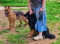 Kaylah's Purple Collar GSD female, a female German Shepherd Dog for sale in Iron Mountain, MI – 9 of 10