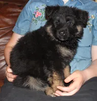 Kimber's Lilac Collar GSD female, a female German Shepherd Dog for sale in Iron Mountain, MI – 2 of 8