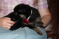 Red collar male, a male German Shepherd Dog for sale in Iron Mountain, MI – 6 of 8