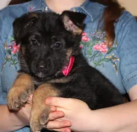 Kimber's Pink collar GSD female, a female German Shepherd Dog for sale in Iron Mountain, MI – 5 of 7