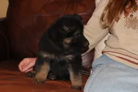 Kaylah's Purple Collar GSD female, a female German Shepherd Dog for sale in Iron Mountain, MI – 3 of 10