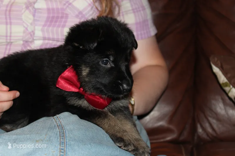 Red collar male – German Shepherd Dog puppy for sale in Iron Mountain, MI