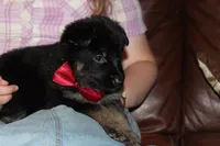Red collar male, a male German Shepherd Dog for sale in Iron Mountain, MI – 1 of 8