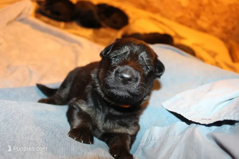 Greta – German Shepherd Dog puppy for sale in Iron Mountain, MI