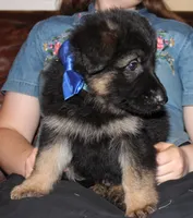 Kimber's Blue collar male, a male German Shepherd Dog for sale in Iron Mountain, MI – 2 of 9