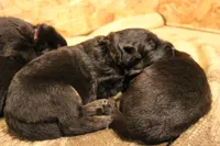 Greta, a female German Shepherd Dog for sale in Iron Mountain, MI – 10 of 10