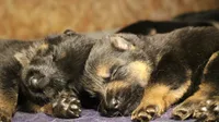 Aida, a female German Shepherd Dog for sale in Iron Mountain, MI – 8 of 10