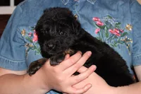 Pink Collar female, a female German Shepherd Dog for sale in Iron Mountain, MI – 4 of 8