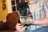 Lilac collar female, a female German Shepherd Dog for sale in Iron Mountain, MI – 6 of 10