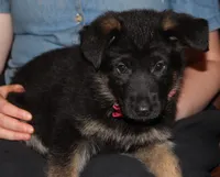 Kimber's Red collar GSD male, a male German Shepherd Dog for sale in Iron Mountain, MI – 5 of 8