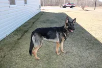 Purple Collar female, a female German Shepherd Dog for sale in Iron Mountain, MI – 8 of 8