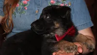 Kimber's Red collar GSD male, a male German Shepherd Dog for sale in Iron Mountain, MI – 3 of 8