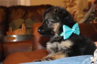 Lilac collar female, a female German Shepherd Dog for sale in Iron Mountain, MI – 8 of 10