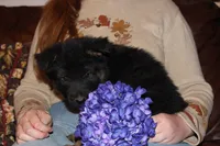 Kaylah's Purple Collar GSD female, a female German Shepherd Dog for sale in Iron Mountain, MI – 1 of 10