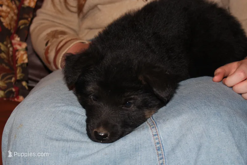 Purple collar female – German Shepherd Dog puppy for sale in Iron Mountain, MI