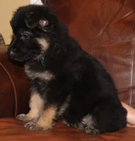 Kimber's Green collared GSD male, a male German Shepherd Dog for sale in Iron Mountain, MI – 2 of 7