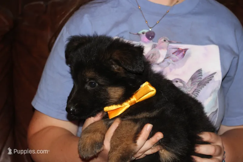 Kaylah's Yellow collared GSD female – German Shepherd Dog puppy for sale in Iron Mountain, MI
