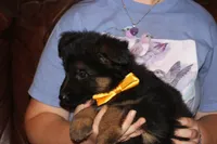 Kaylah's Yellow collared GSD female, a female German Shepherd Dog for sale in Iron Mountain, MI – 1 of 7