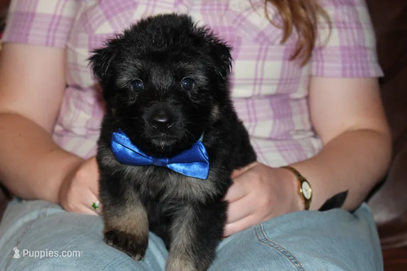 Blue collar male – German Shepherd Dog puppy for sale in Iron Mountain, MI