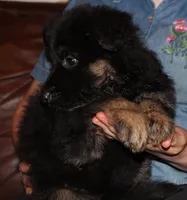 Kimber's Lilac Collar GSD female, a female German Shepherd Dog for sale in Iron Mountain, MI – 3 of 8