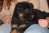 Kaylah's Purple Collar GSD female, a female German Shepherd Dog for sale in Iron Mountain, MI – 6 of 10