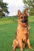 Kaylah's Light blue collar GSD female, a female German Shepherd Dog for sale in Iron Mountain, MI – 9 of 9