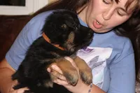 Kaylah's Orange collar GSD female, a female German Shepherd Dog for sale in Iron Mountain, MI – 2 of 7