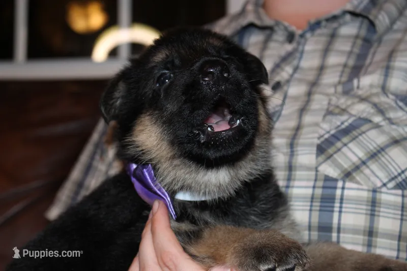 Purple collar female – German Shepherd Dog puppy for sale in Iron Mountain, MI