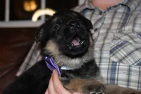 Purple collar female, a female German Shepherd Dog for sale in Iron Mountain, MI – 1 of 10