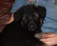 Kimber's Blue collar male, a male German Shepherd Dog for sale in Iron Mountain, MI – 4 of 9